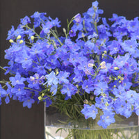 Delphinium Jenny's Pearl Blue F1 Seed