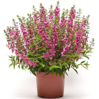 Angelonia Serena Rose F1 Seed