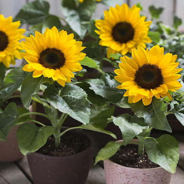 Sunflower Smiley F1 Seed – Harris Seeds