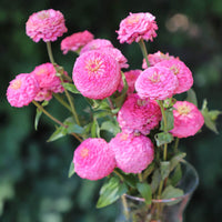 Zinnia Oklahoma Pink Seed