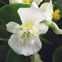 Begonia Fiona White Seed