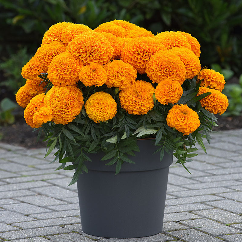 marigold plant in pot