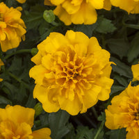 Marigold Happy Gold Seed