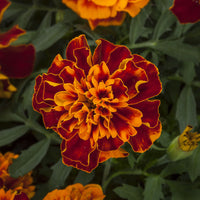 Marigold Happy Harmony Seed