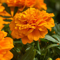 Marigold Endurance Orange F1 Seed