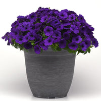 Petunia E3 Easy Wave Blue F1 Seed