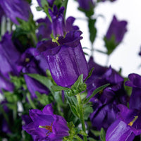 Campanula Champion 2 Deep Blue F1 Seed