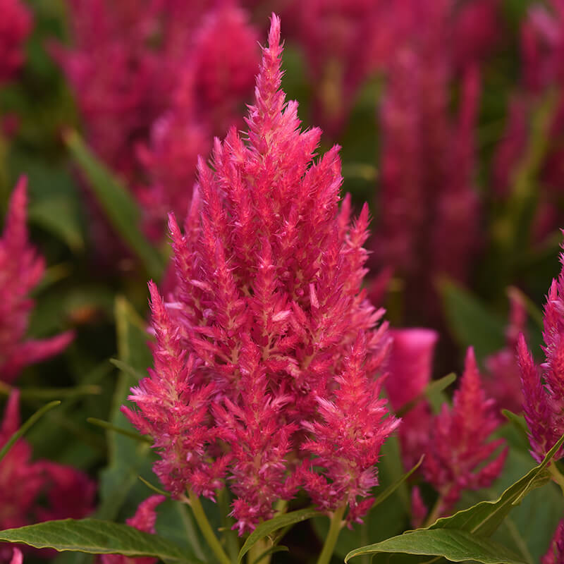 Celosia Sunday Bright Pink Seed – Harris Seeds