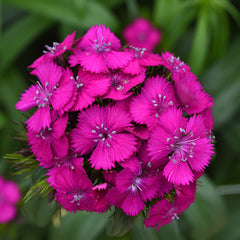 Dianthus Seeds - Buy Seeds for Dianthus – Harris Seeds