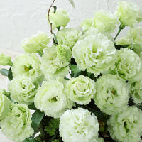 Lisianthus Voyage 2 Green F1 Seed