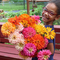 Zinnia Chrysanthemum Mix Seed