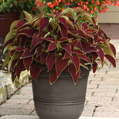 Coleus Seeds - Grow Coleus from Seed – Harris Seeds