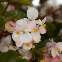 Begonia Hula Blush F1 Seed