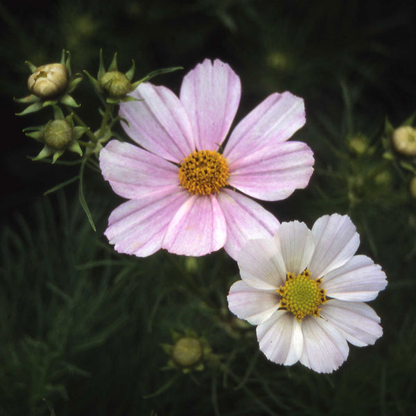 Cosmos Sensation Daydream White Blush Seed – Harris Seeds