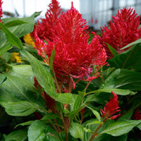 Celosia Flamma Bright Red  Seed