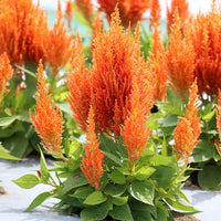 Celosia Flamma Orange  Seed