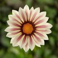 Gazania Kiss White Flame F1 Seed