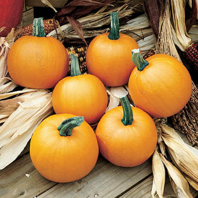 Pumpkin Lil’ Ironsides F1 Seed – Harris Seeds