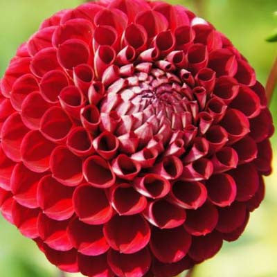 Dahlia Cornel Live Plants