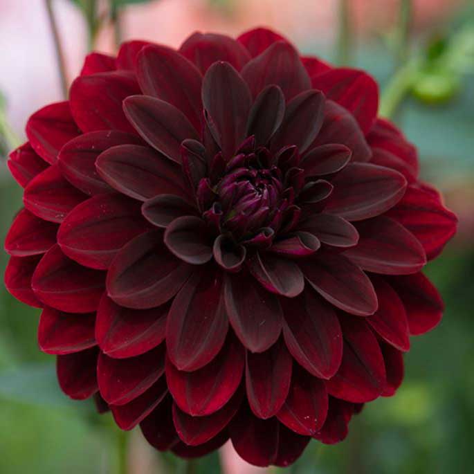 Dahlia Arabian Nights Live Plants