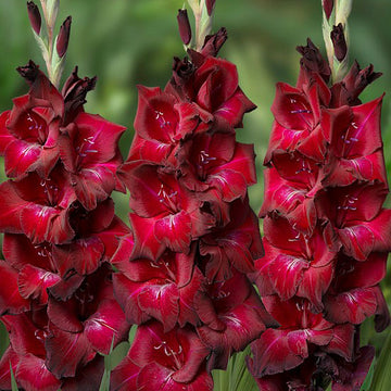 Gladiolus Bizet Live Plants