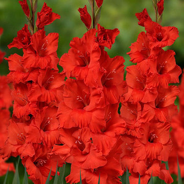 Gladiolus Hunting Song Live Plants