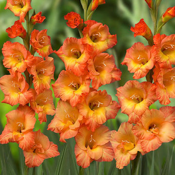 Gladiolus Prince of Orange Live Plants