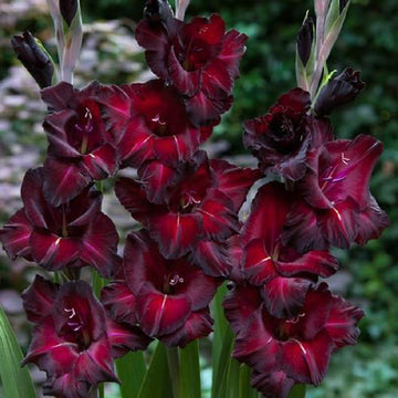 Gladiolus Black Star Live Plants