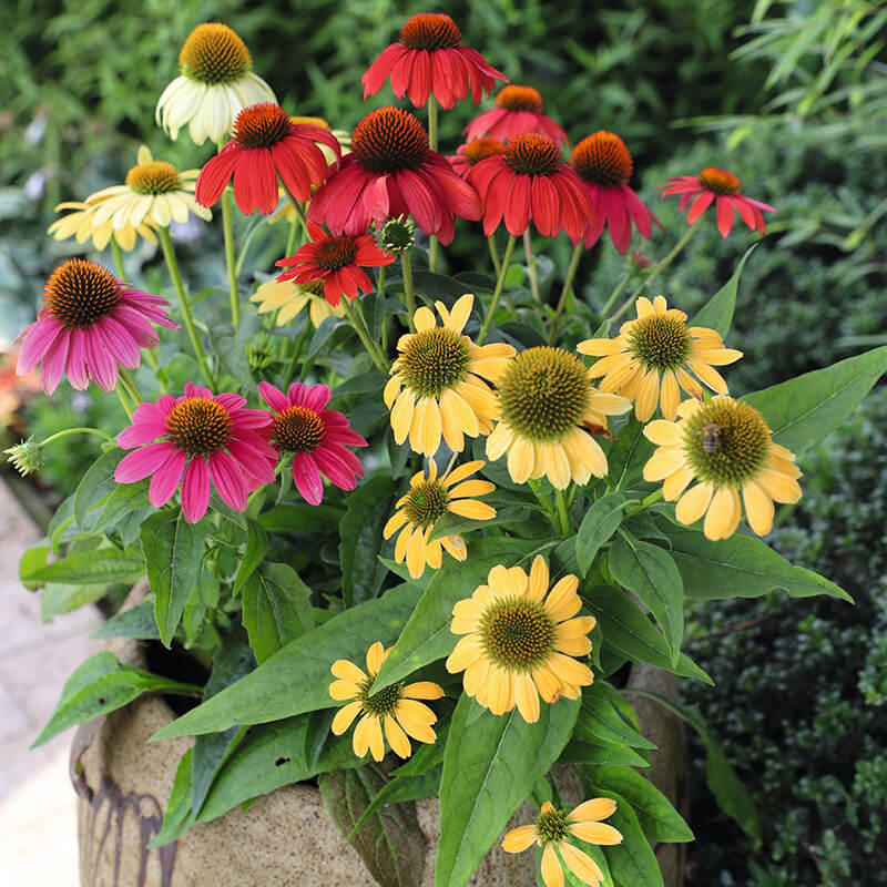 Echinacea Pollynation Mix Seed – Harris Seeds