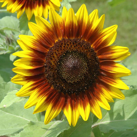 Sunflower Ring of Fire Seed – Harris Seeds